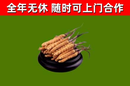 阳春烟酒回收冬虫夏草.jpg