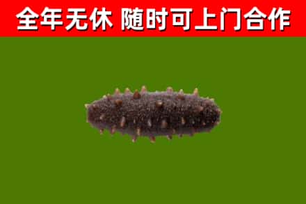 阳春烟酒回收干海参.jpg